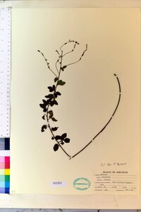 Desmodium ciliare image