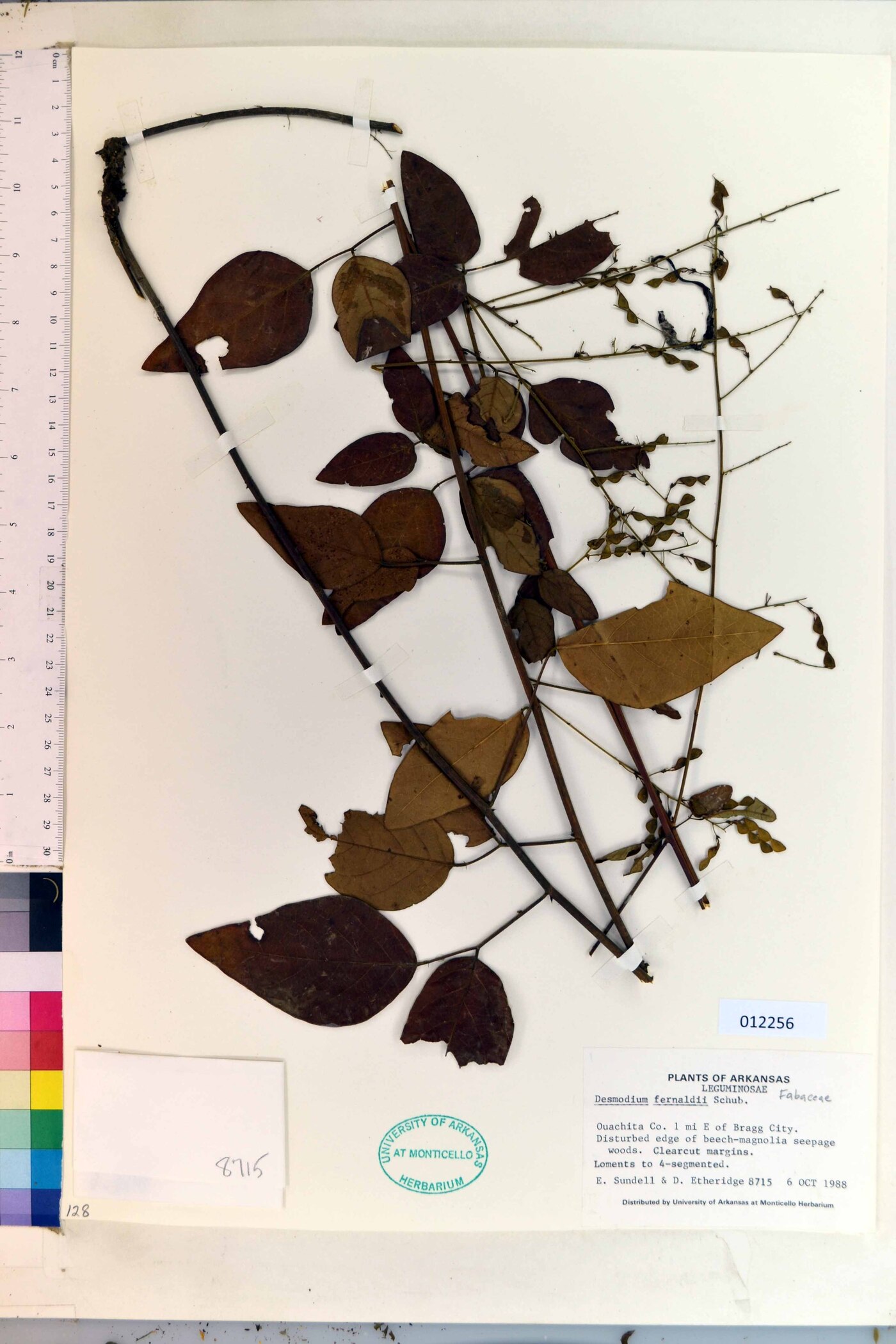 Desmodium fernaldii image