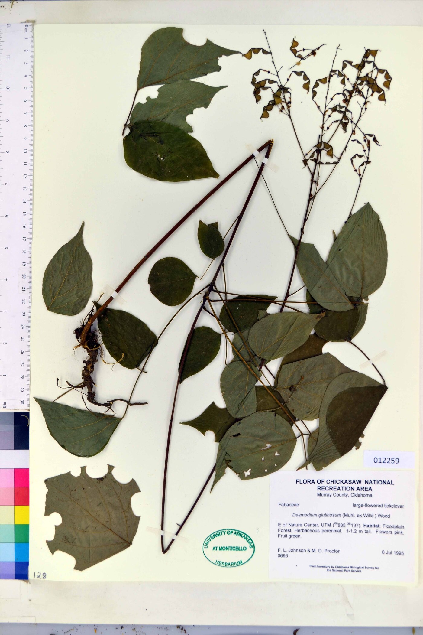 Desmodium fernaldii image