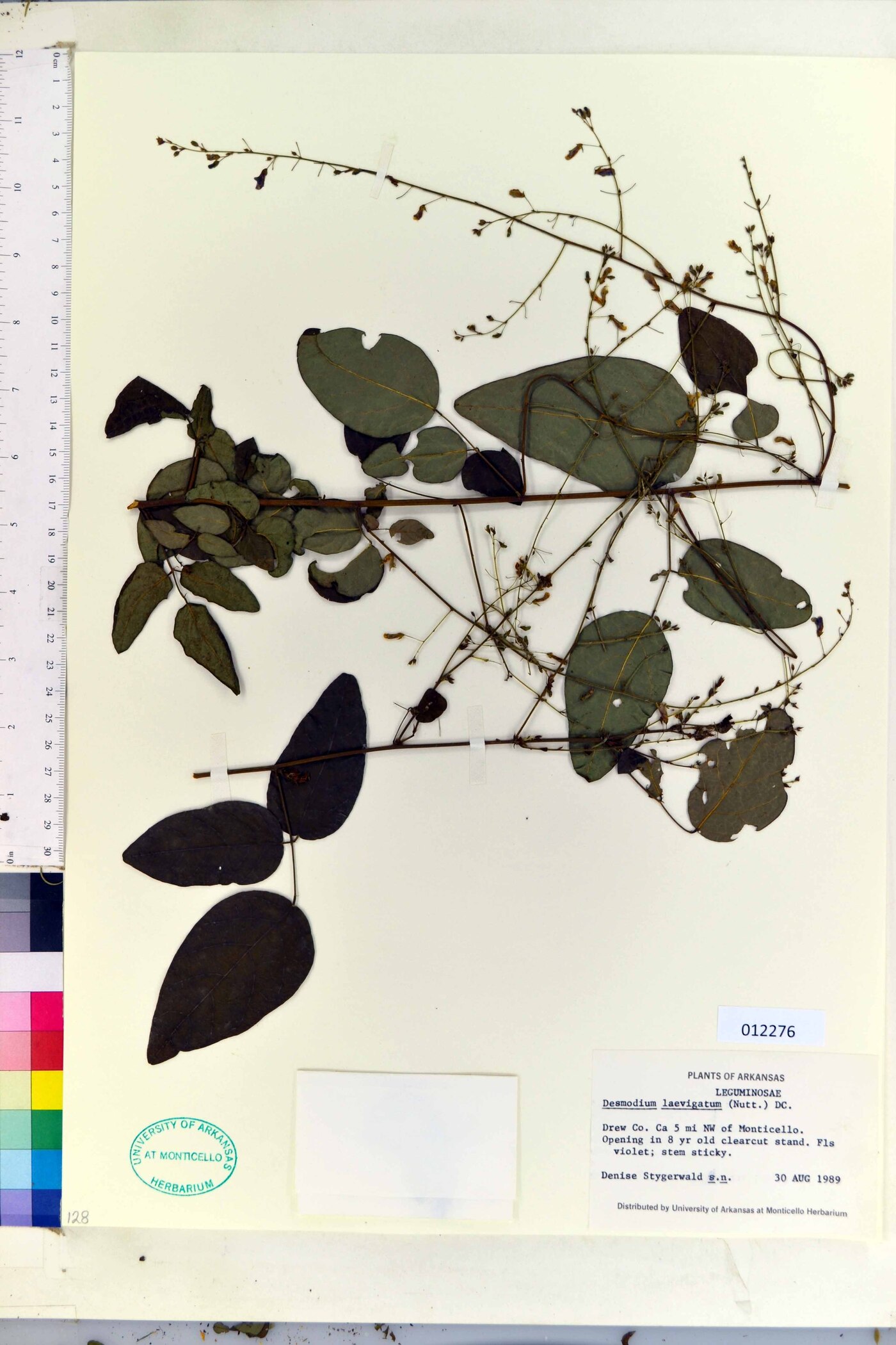 Desmodium laevigatum image