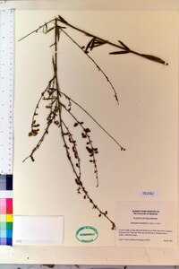 Desmodium rotundifolium image