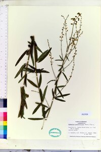 Desmodium sessilifolium image