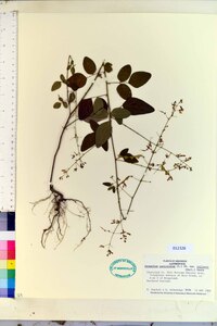 Desmodium perplexum image