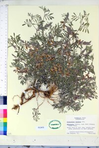 Indigofera suffruticosa image