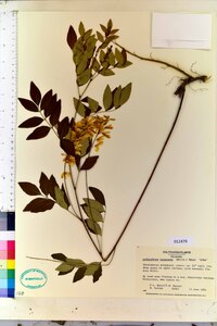 Indigofera miniata image