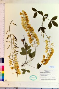 Laburnum anagyroides image