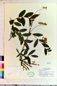 Lathyrus venosus image