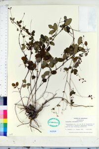 Lespedeza procumbens image