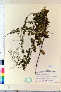 Lespedeza procumbens image