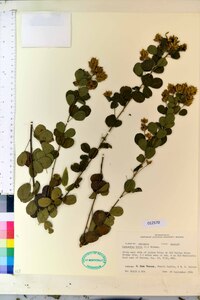 Lespedeza hirta image