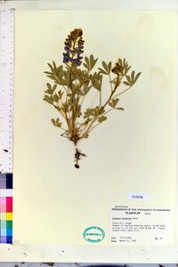 Lupinus texensis image