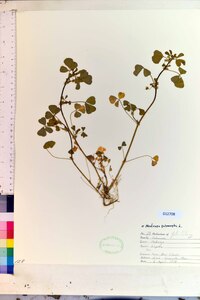 Medicago polymorpha image