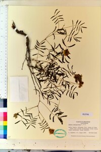 Mimosa strigillosa image