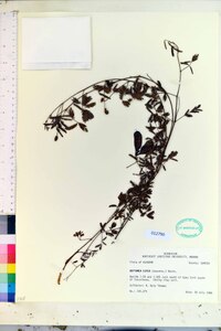 Neptunia lutea image