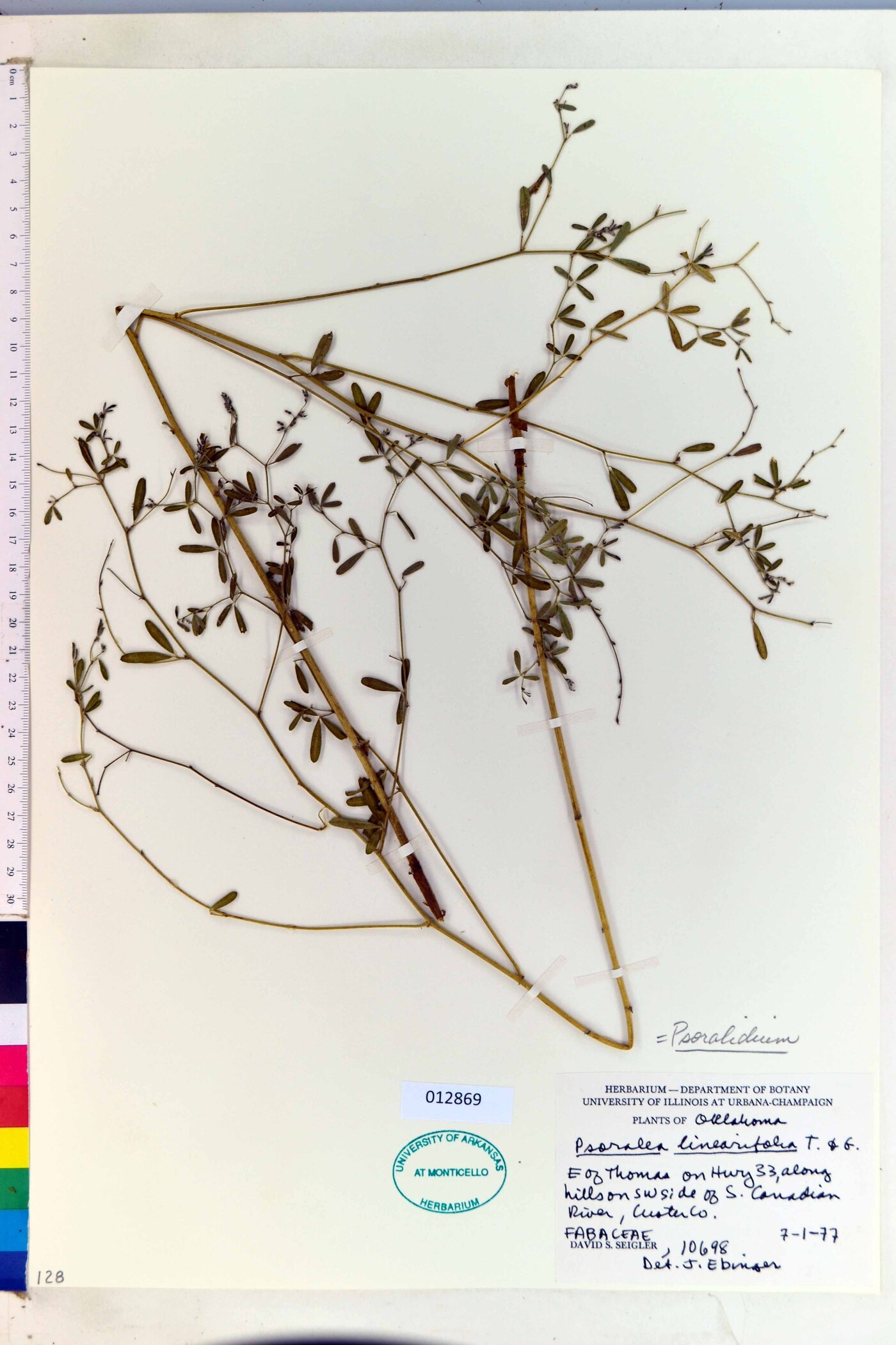 Pediomelum linearifolium image