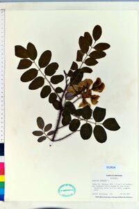 Robinia hispida image