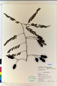 Daubentonia texana image