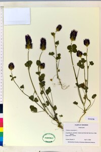 Trifolium incarnatum image