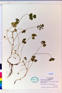 Trifolium subterraneum image