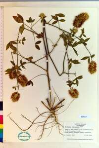 Trifolium vesiculosum image