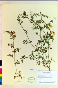 Vicia grandiflora image