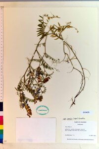 Vicia villosa subsp. varia image