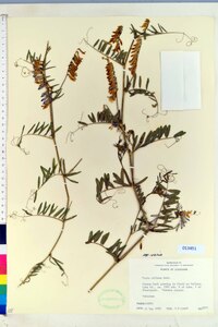 Vicia villosa subsp. varia image
