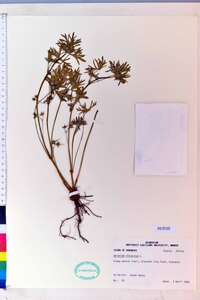 Geranium dissectum image