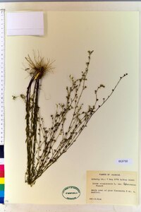 Linum virginianum var. floridanum image