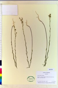 Linum sulcatum image