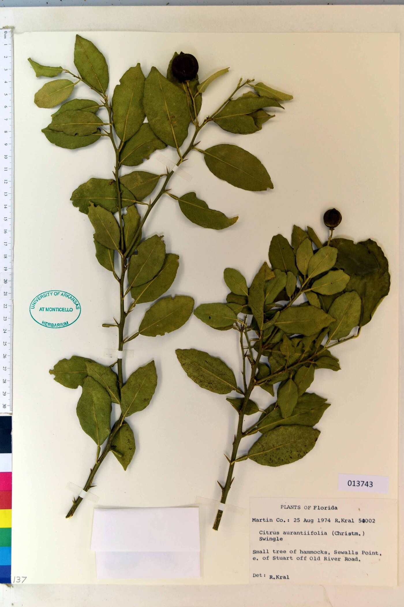 Citrus x aurantiifolia image