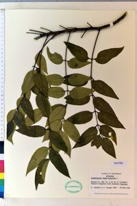 Zanthoxylum clava-herculis image