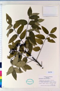 Zanthoxylum clava-herculis image