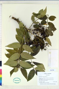 Zanthoxylum clava-herculis image