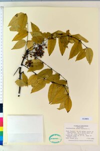 Zanthoxylum clava-herculis image