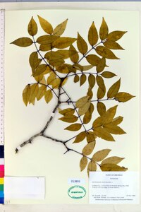 Zanthoxylum clava-herculis image