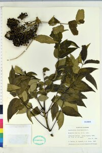 Zanthoxylum clava-herculis image