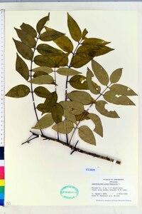 Zanthoxylum clava-herculis image