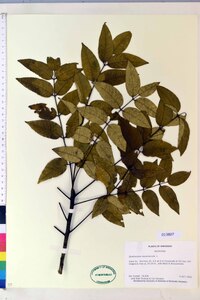 Zanthoxylum clava-herculis image