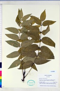 Zanthoxylum clava-herculis image