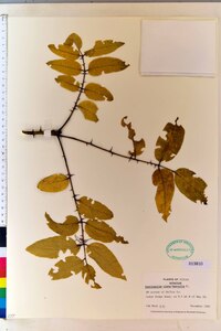 Zanthoxylum clava-herculis image