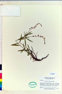 Galphimia angustifolia image