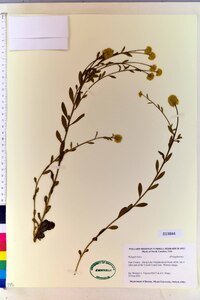 Polygala lutea image