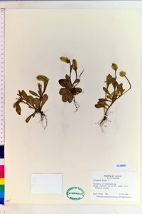 Polygala lutea image