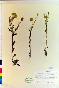 Polygala lutea image