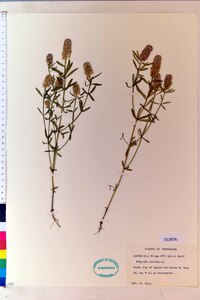 Polygala cruciata image