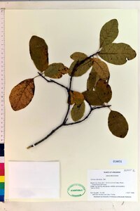 Cotinus obovatus image