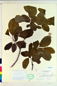 Cotinus obovatus image