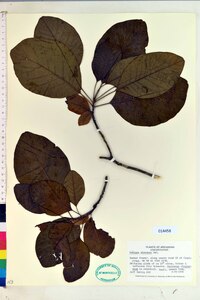 Cotinus obovatus image