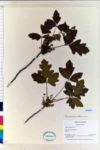 Toxicodendron pubescens image